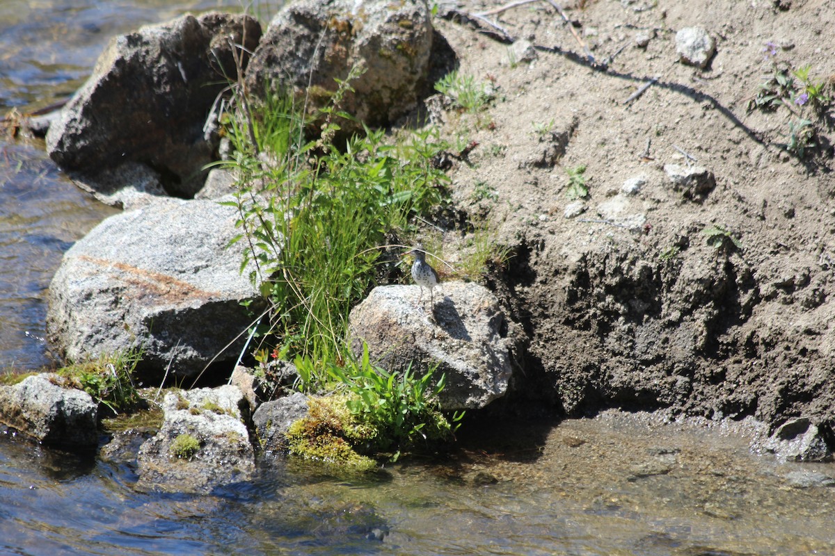 Spotted Sandpiper - ML620725606