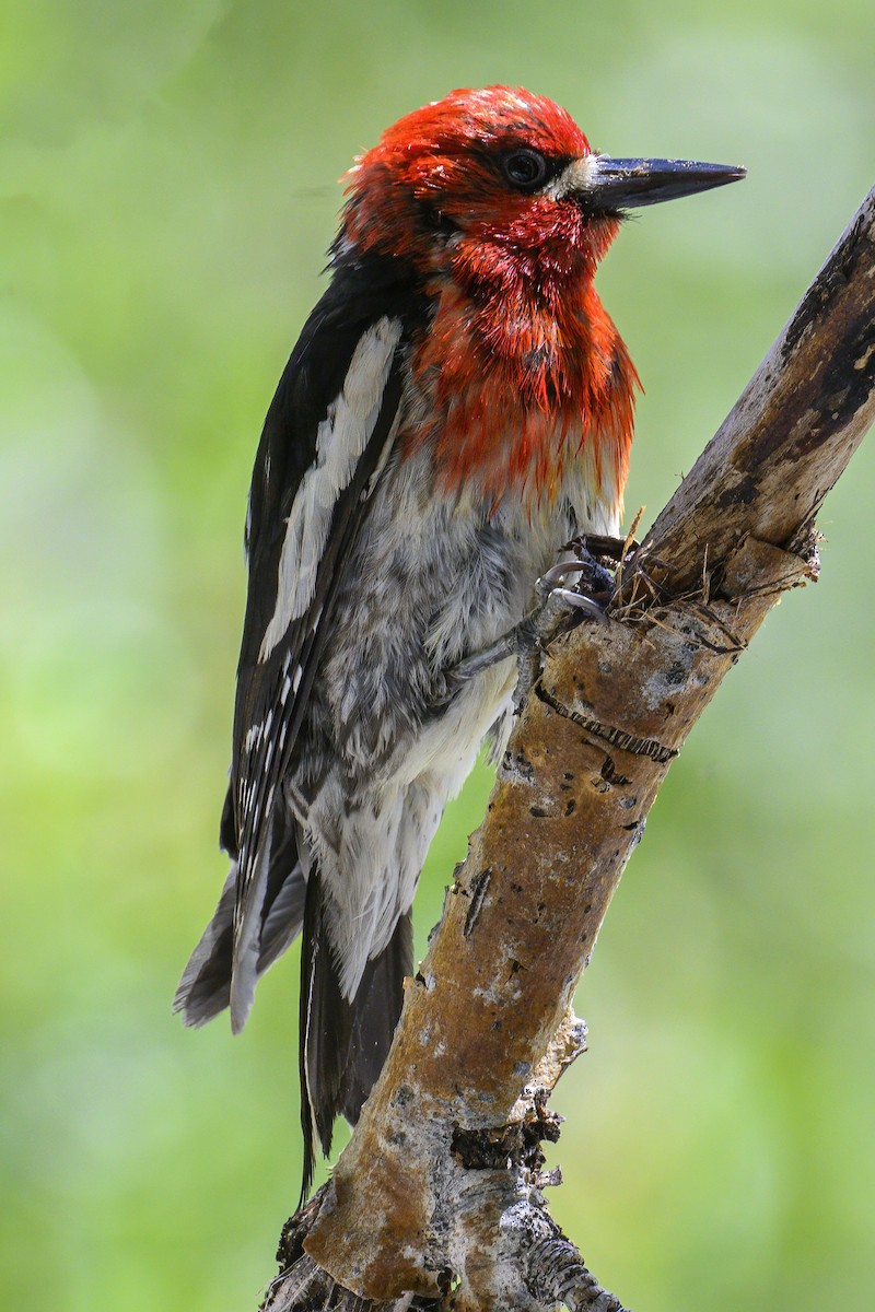 Red-breasted Sapsucker - ML620725612