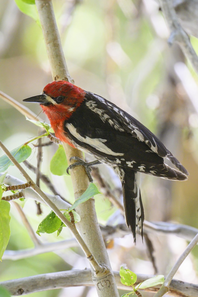 Red-breasted Sapsucker - ML620725613