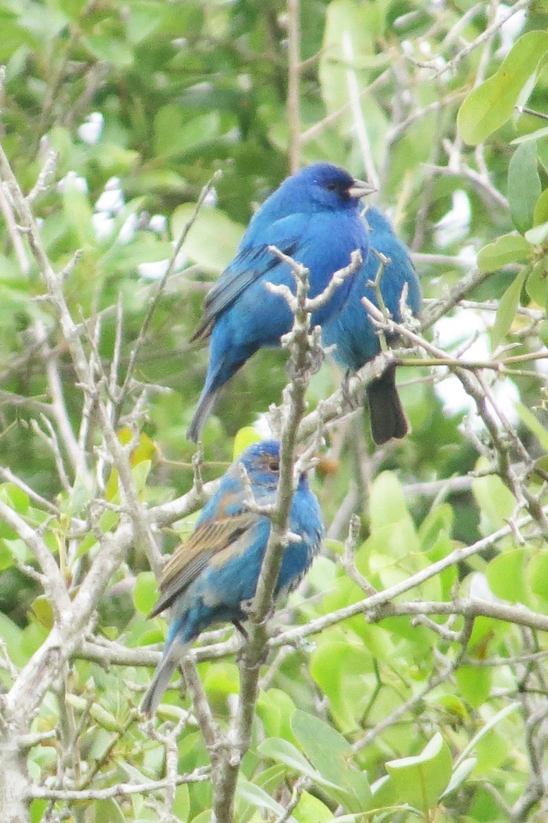 Indigo Bunting - ML620725624