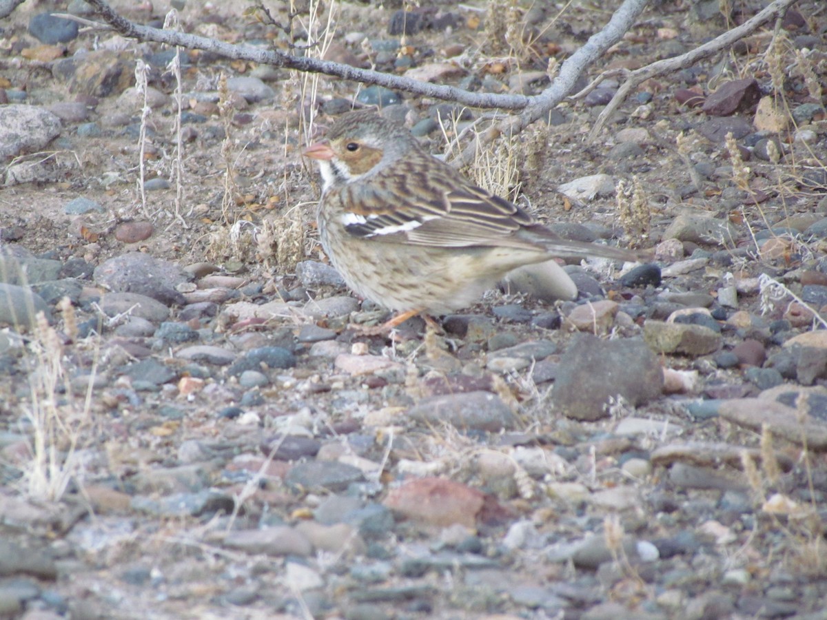 Mourning Sierra Finch - ML620725625