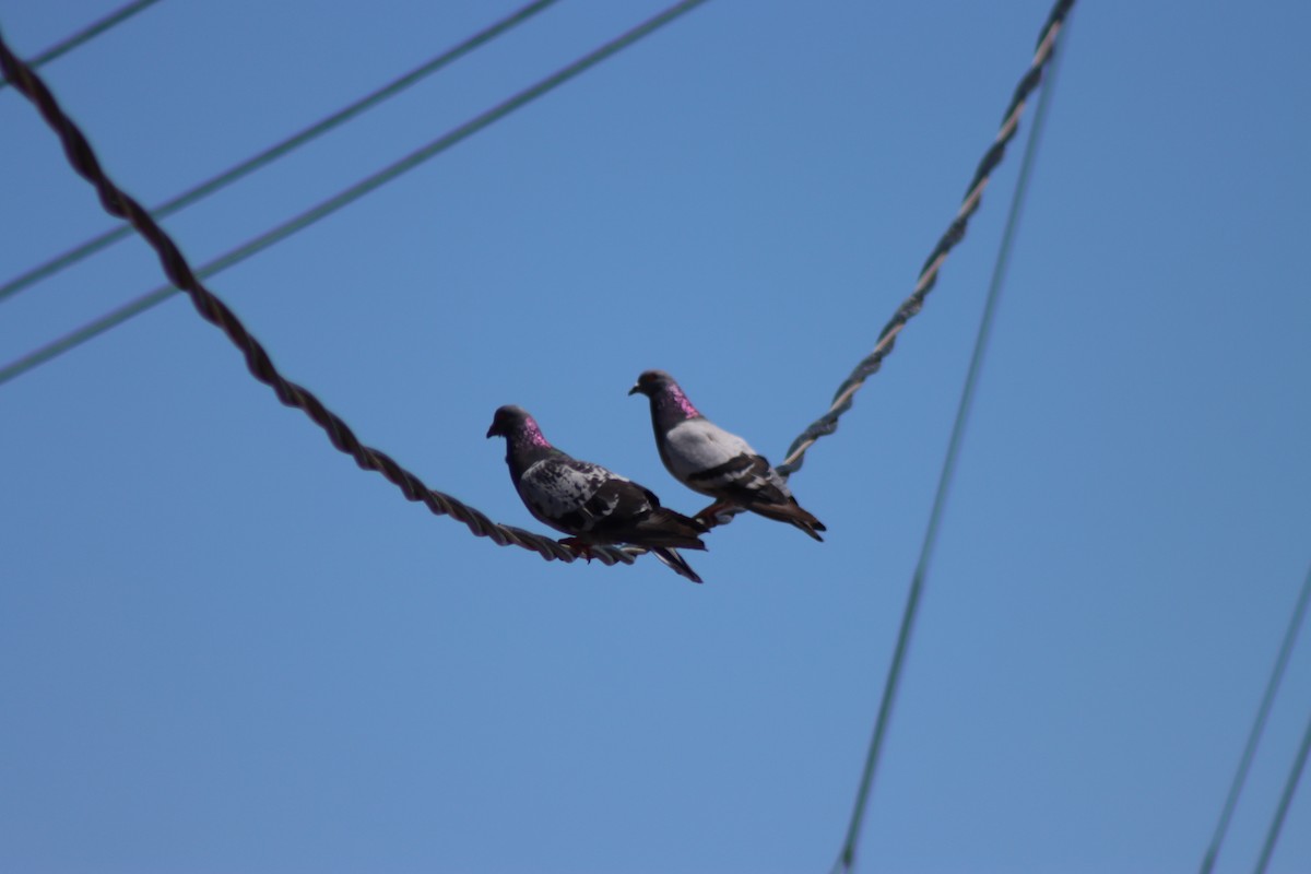 Rock Pigeon (Feral Pigeon) - ML620725630