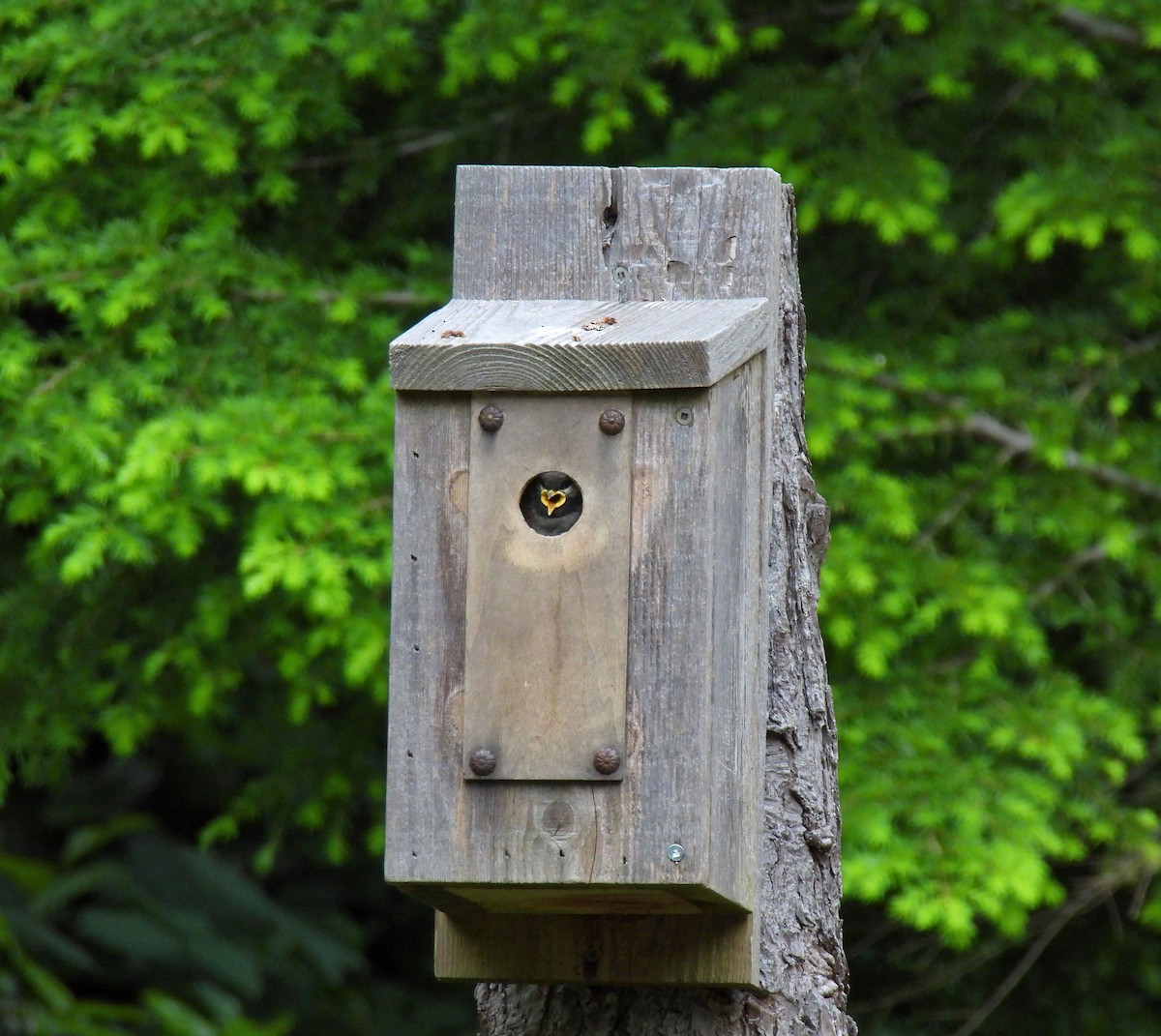 Chestnut-backed Chickadee - ML620725632