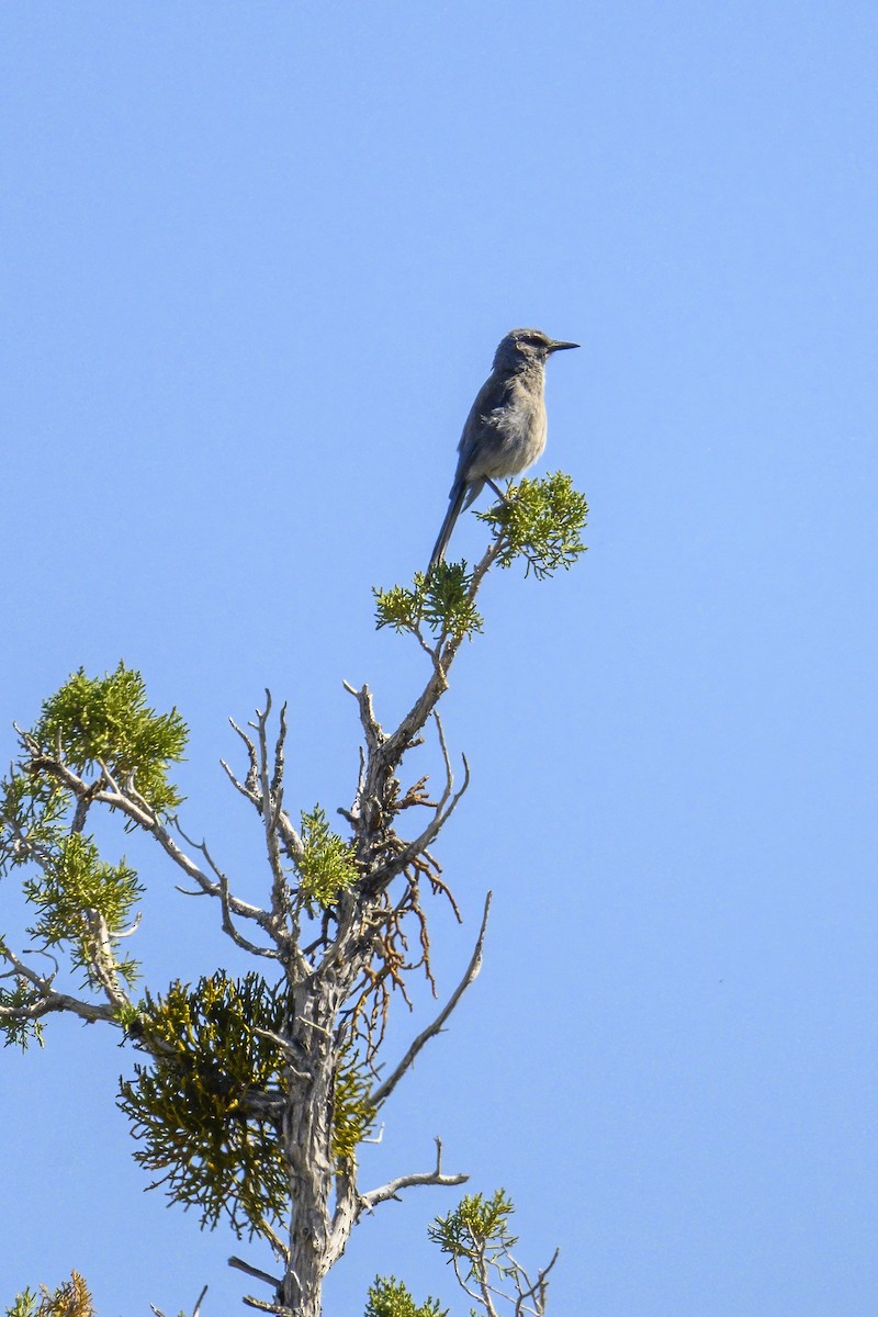 Pinyon Jay - ML620725636