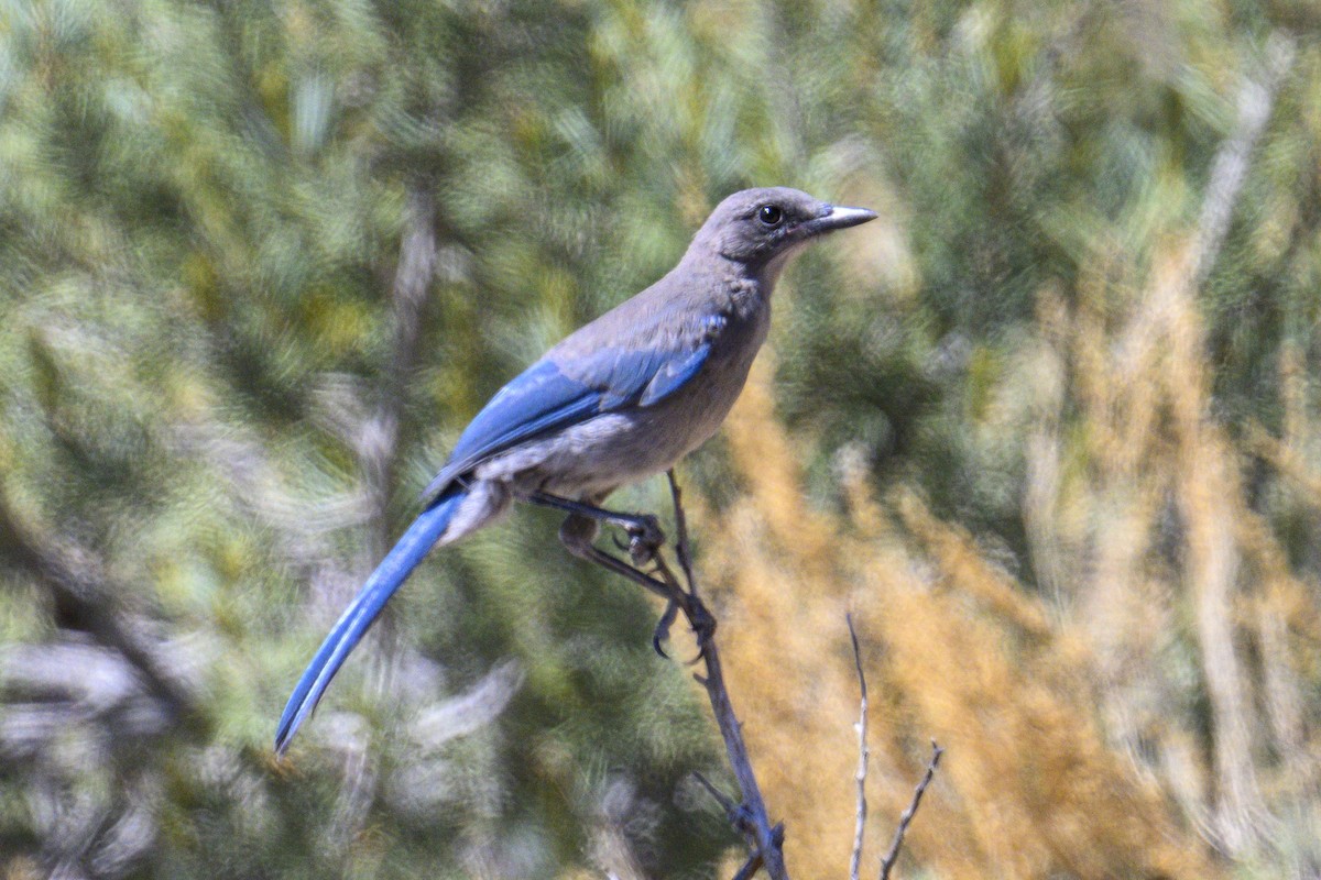 Pinyon Jay - ML620725641