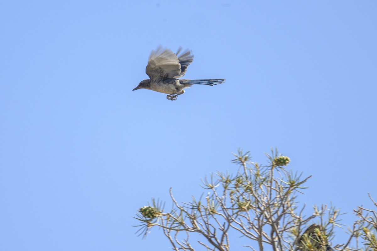 Pinyon Jay - Peter Hawrylyshyn