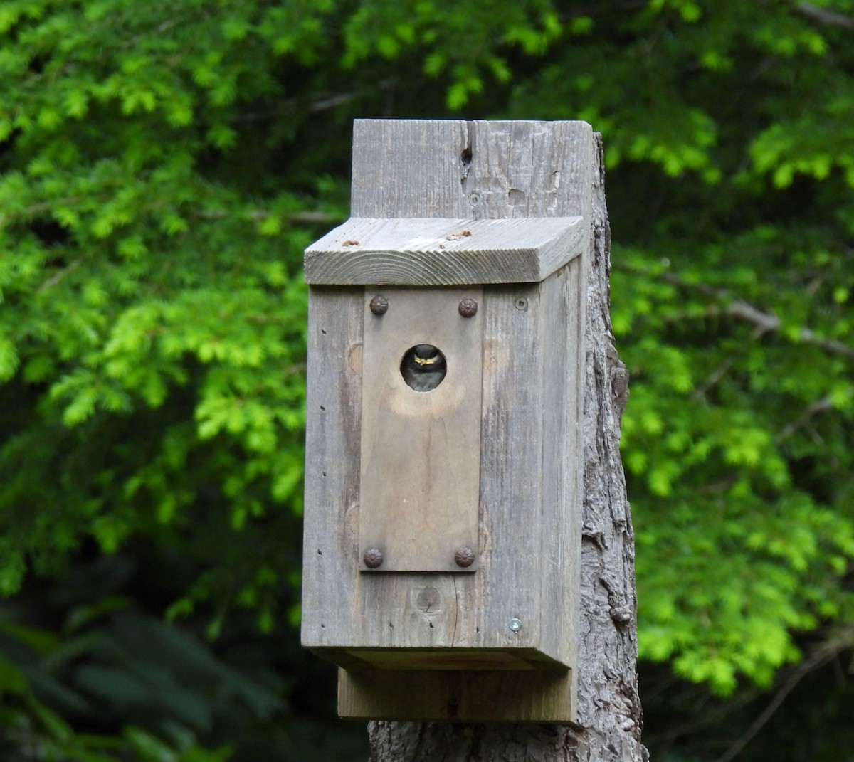 Chestnut-backed Chickadee - ML620725651