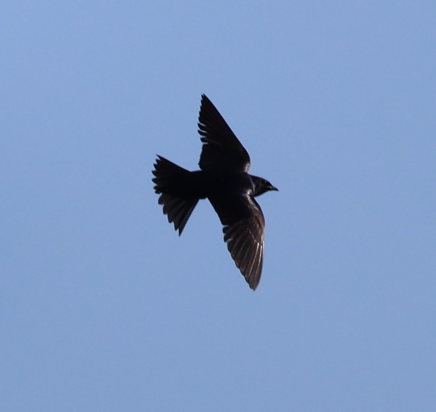 Purple Martin - ML620725653