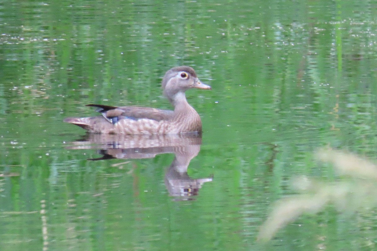 Wood Duck - ML620725656