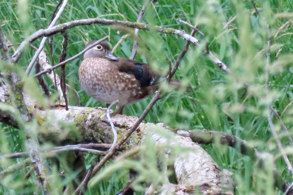 Wood Duck - ML620725657