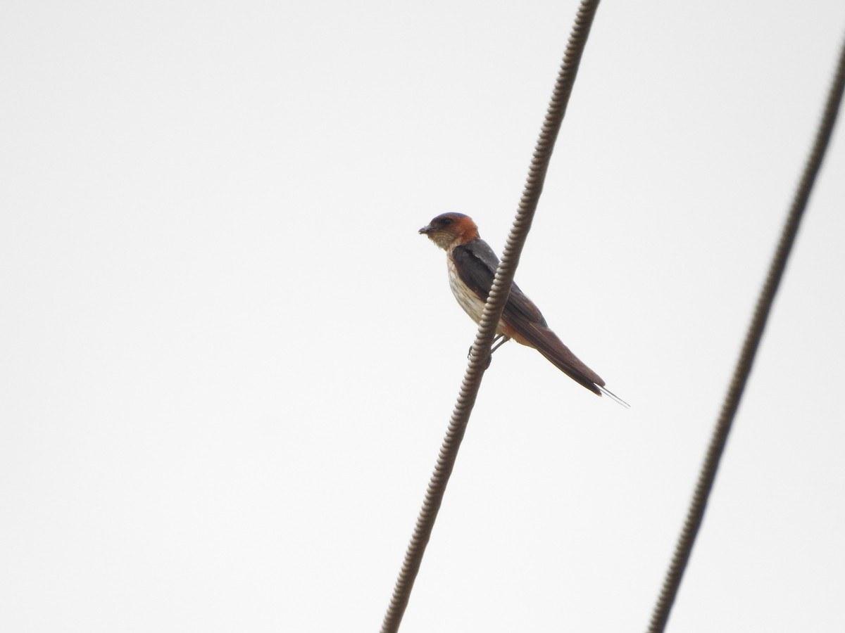 Wire-tailed Swallow - ML620725658