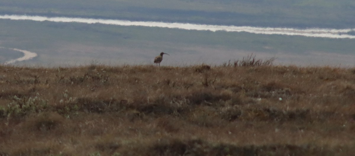 Bristle-thighed Curlew - ML620725662