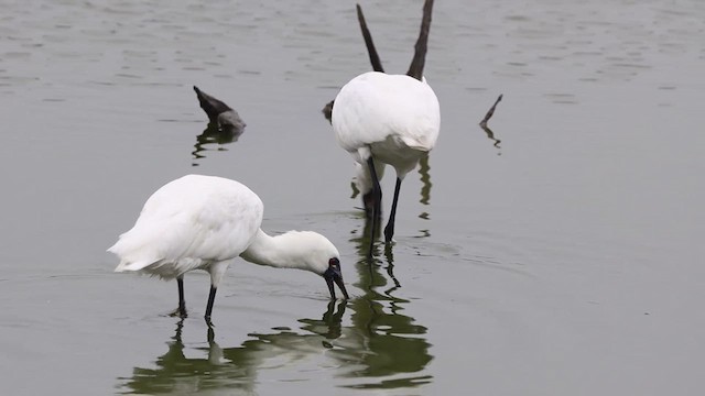 Eurasian x Black-faced Spoonbill (hybrid) - ML620725663