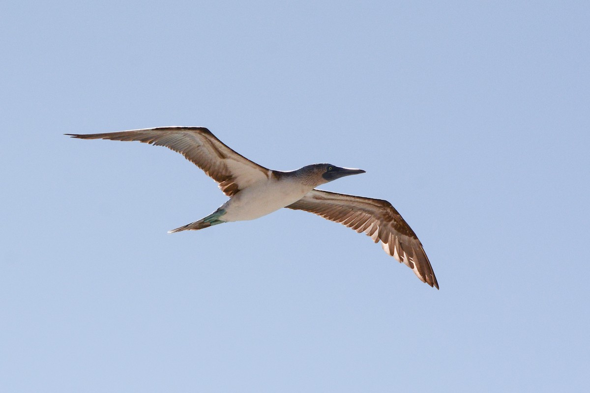Blue-footed Booby - ML620725667