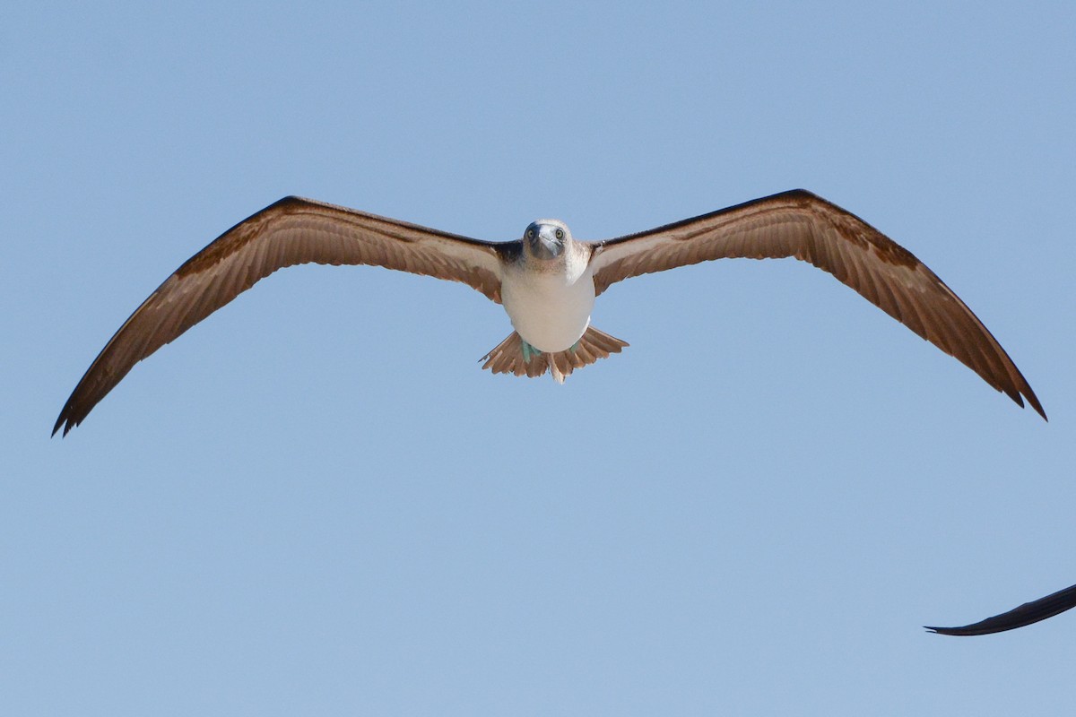 Blue-footed Booby - ML620725668