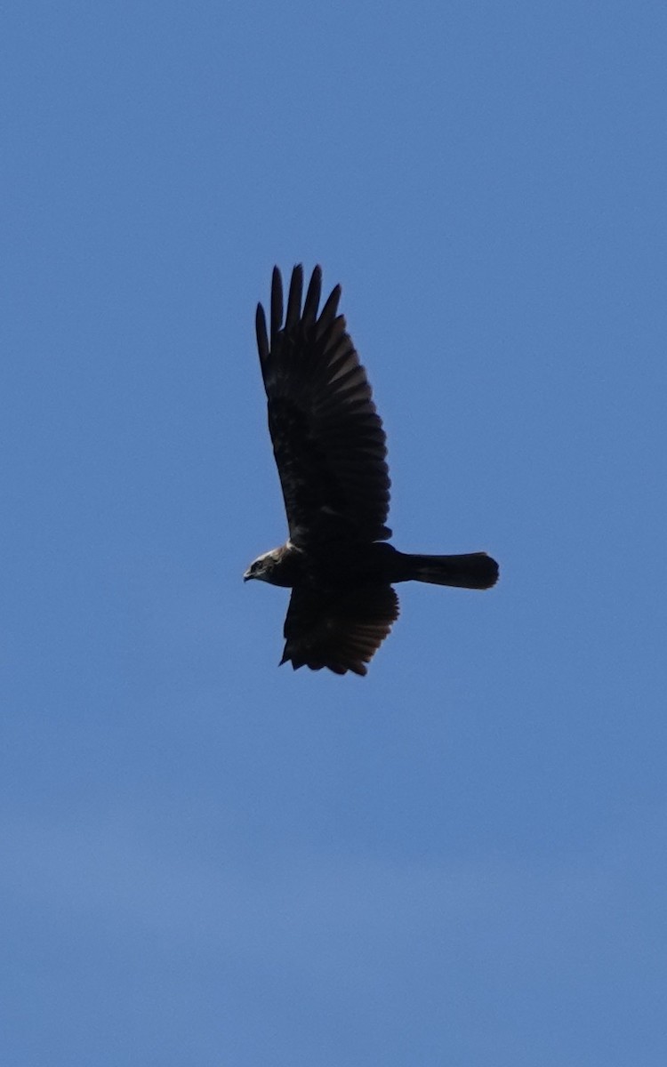 Western Marsh Harrier - ML620725670