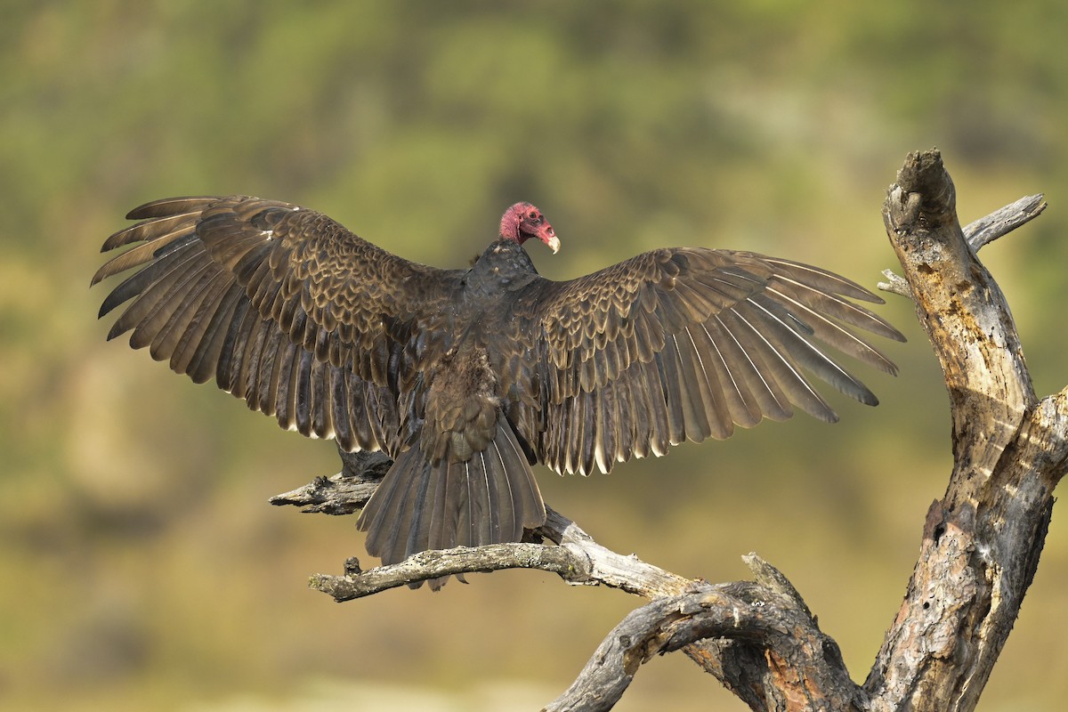 Turkey Vulture - ML620725674
