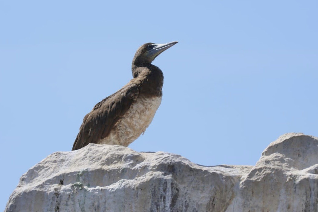Brown Booby - ML620725682