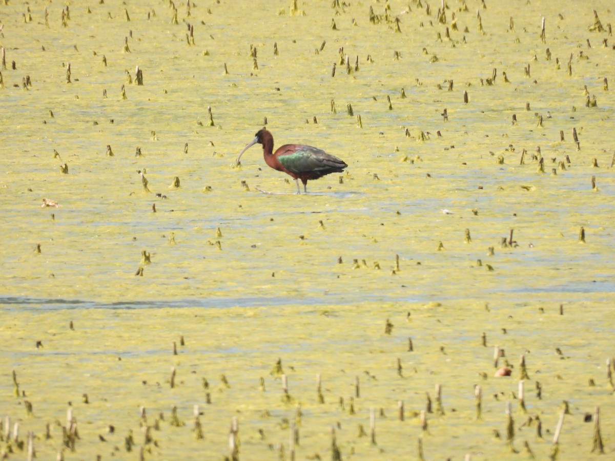 Glossy Ibis - Anonymous