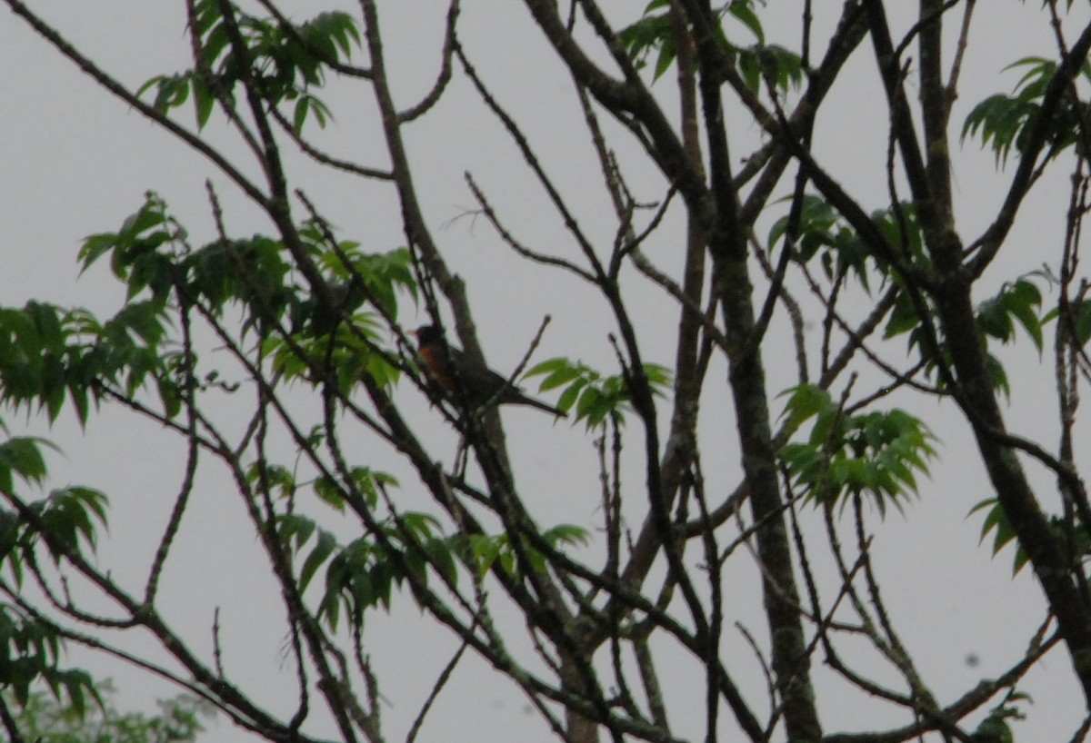 American Robin - ML620725697