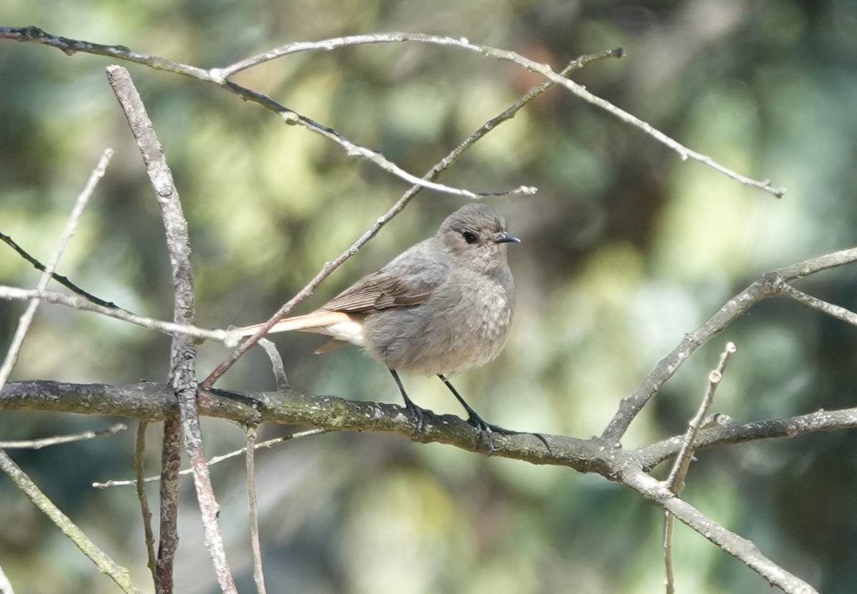 Black Redstart - ML620725701