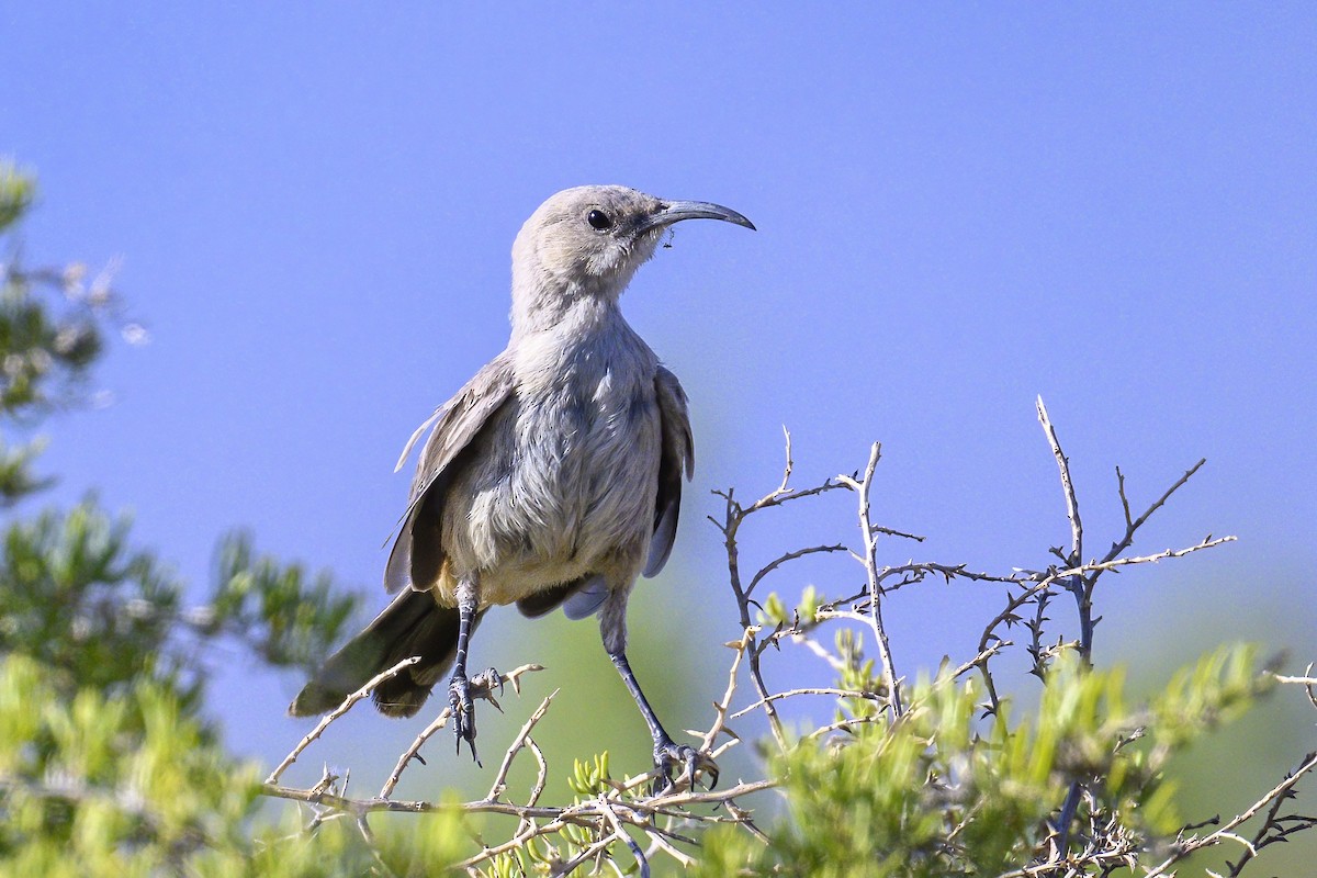 LeConte's Thrasher - ML620725702