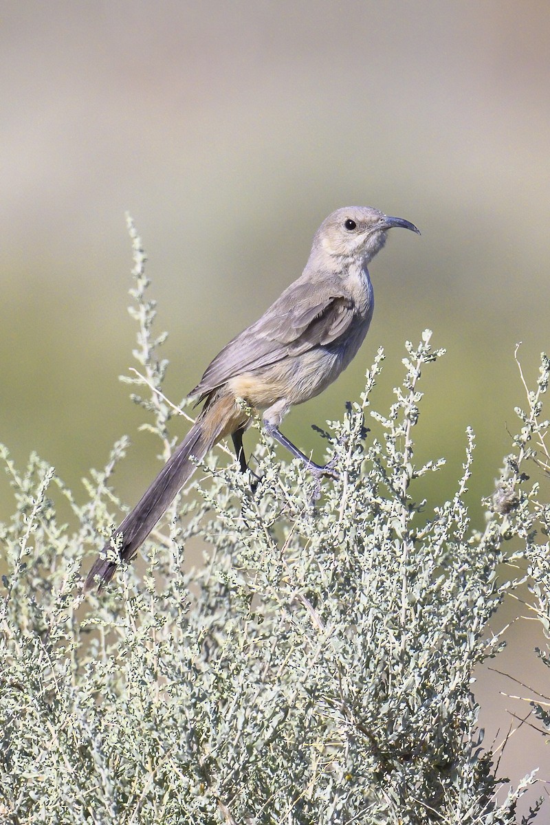 LeConte's Thrasher - Peter Hawrylyshyn