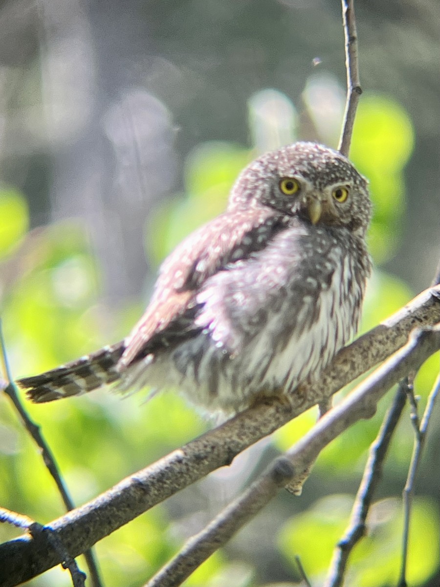 Northern Pygmy-Owl - ML620725710