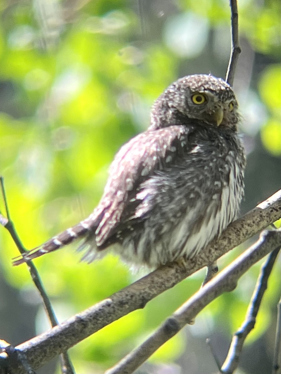 Northern Pygmy-Owl - ML620725712