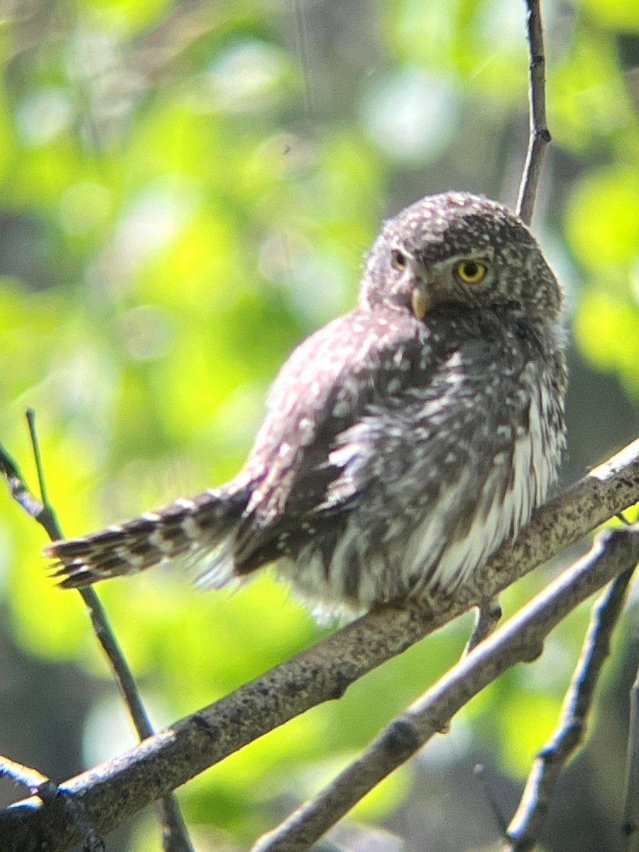 Northern Pygmy-Owl - ML620725714