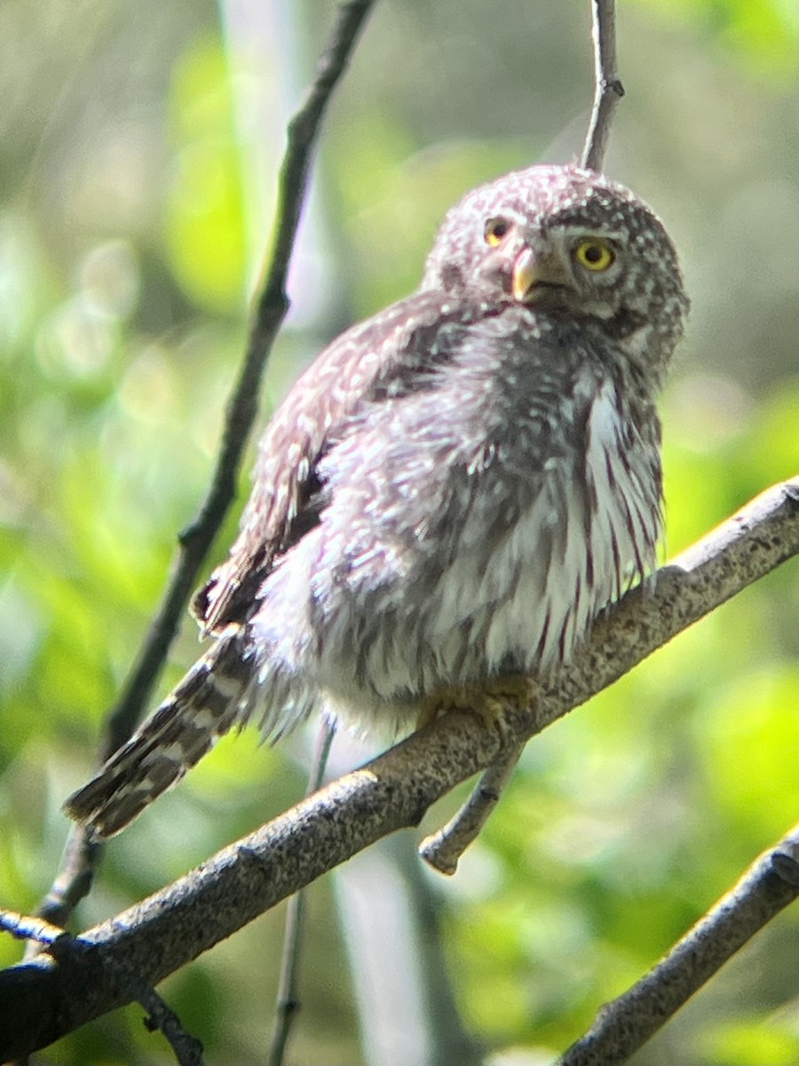 Northern Pygmy-Owl - ML620725715