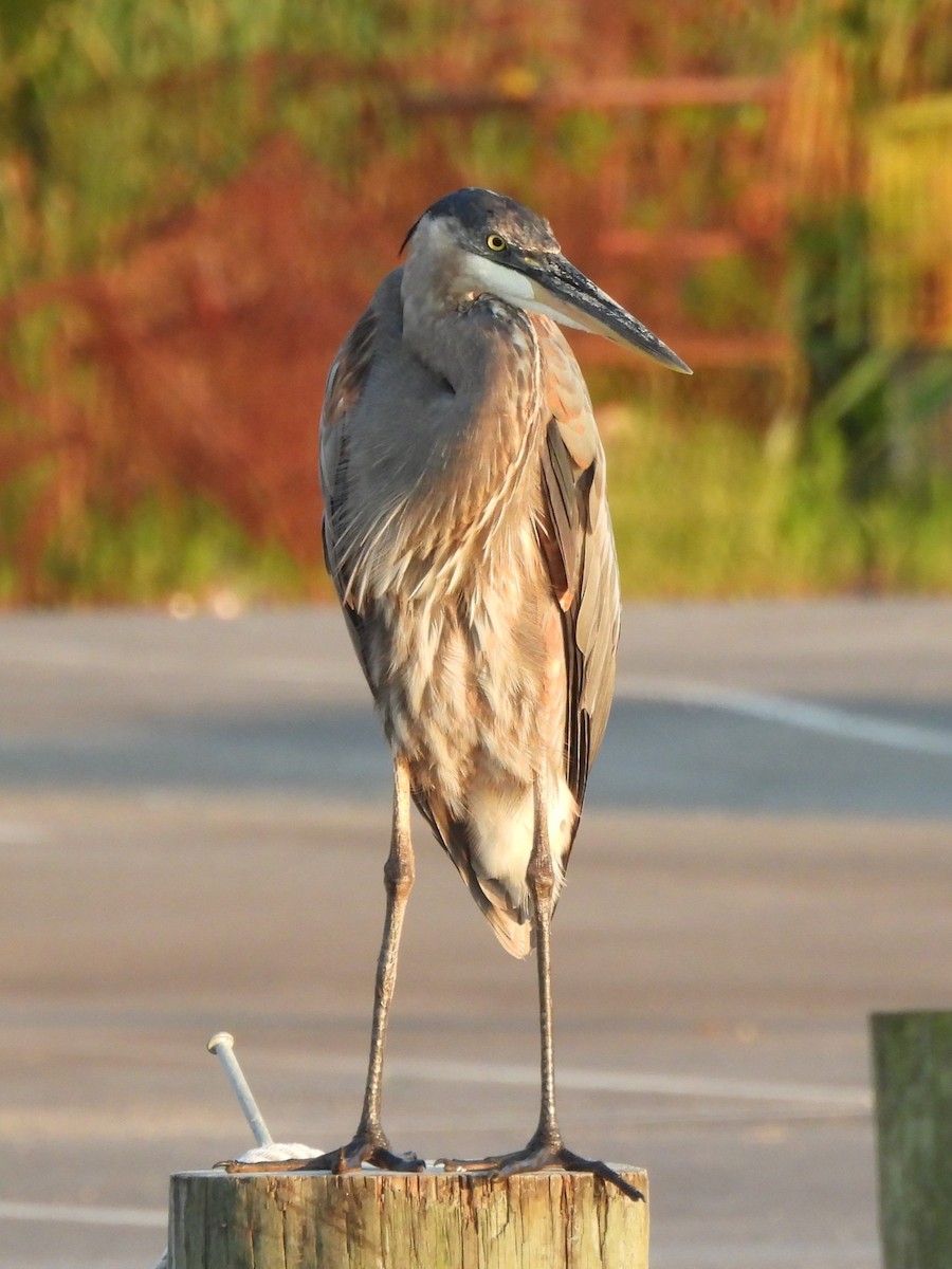 Garza Azulada - ML620725728