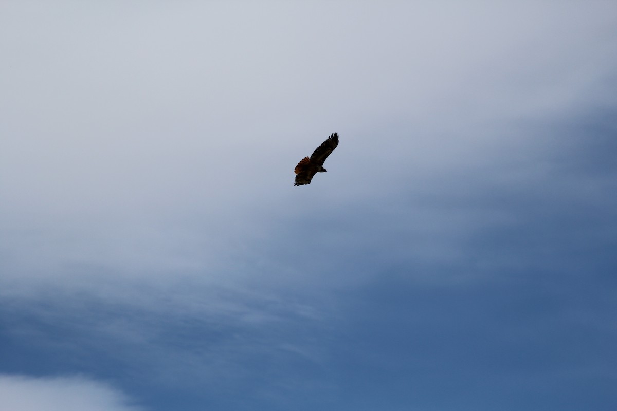 Red-tailed Hawk - ML620725743