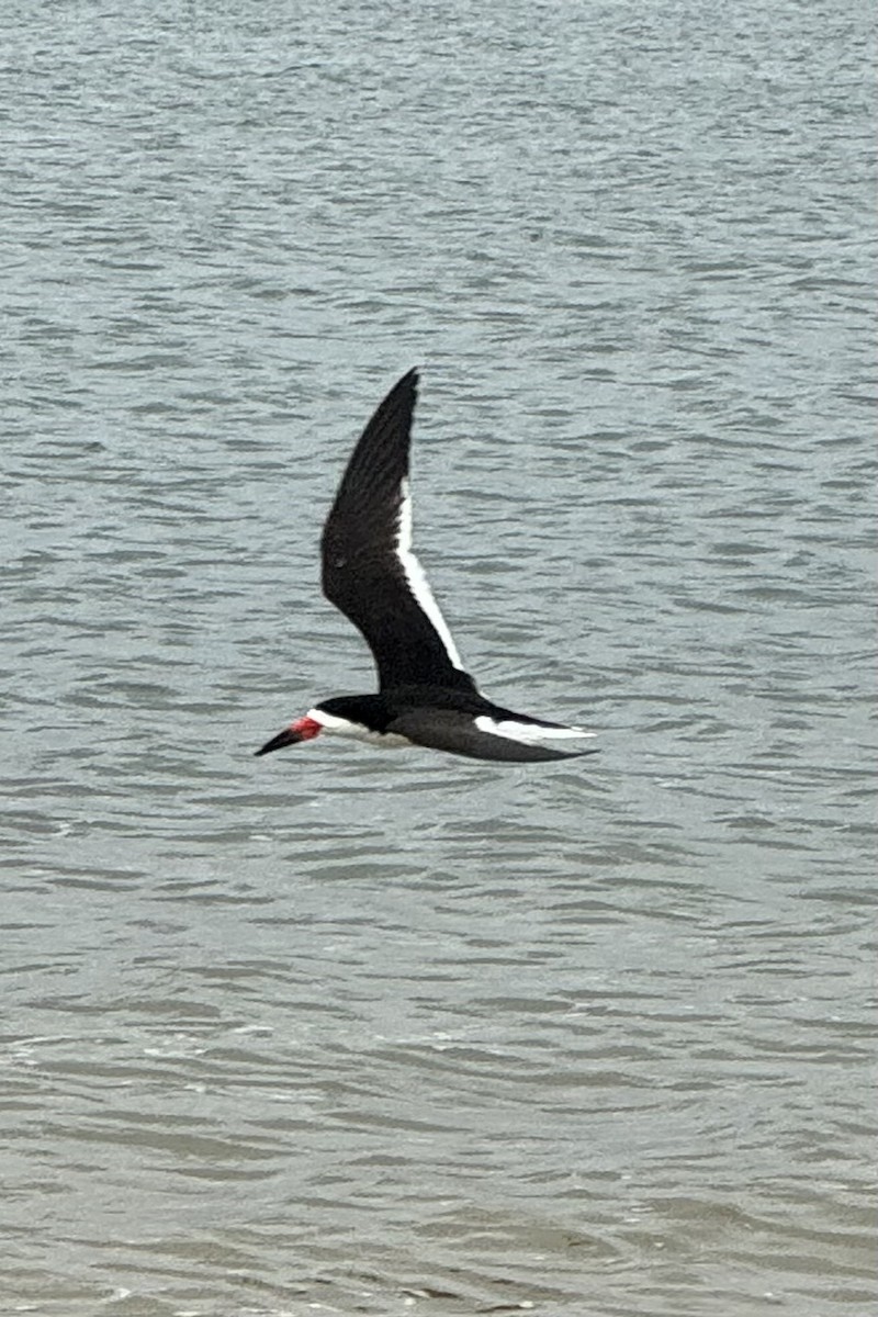 Black Skimmer - ML620725755