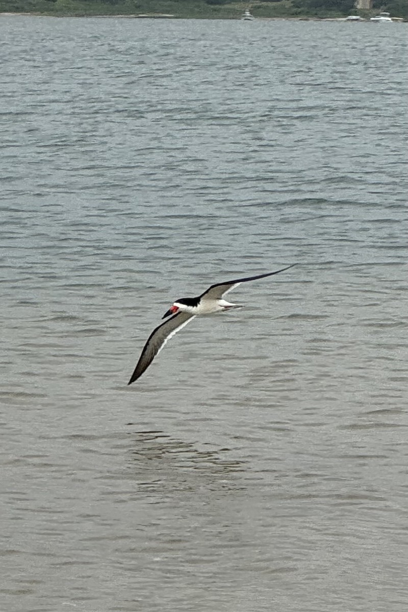 Black Skimmer - ML620725756