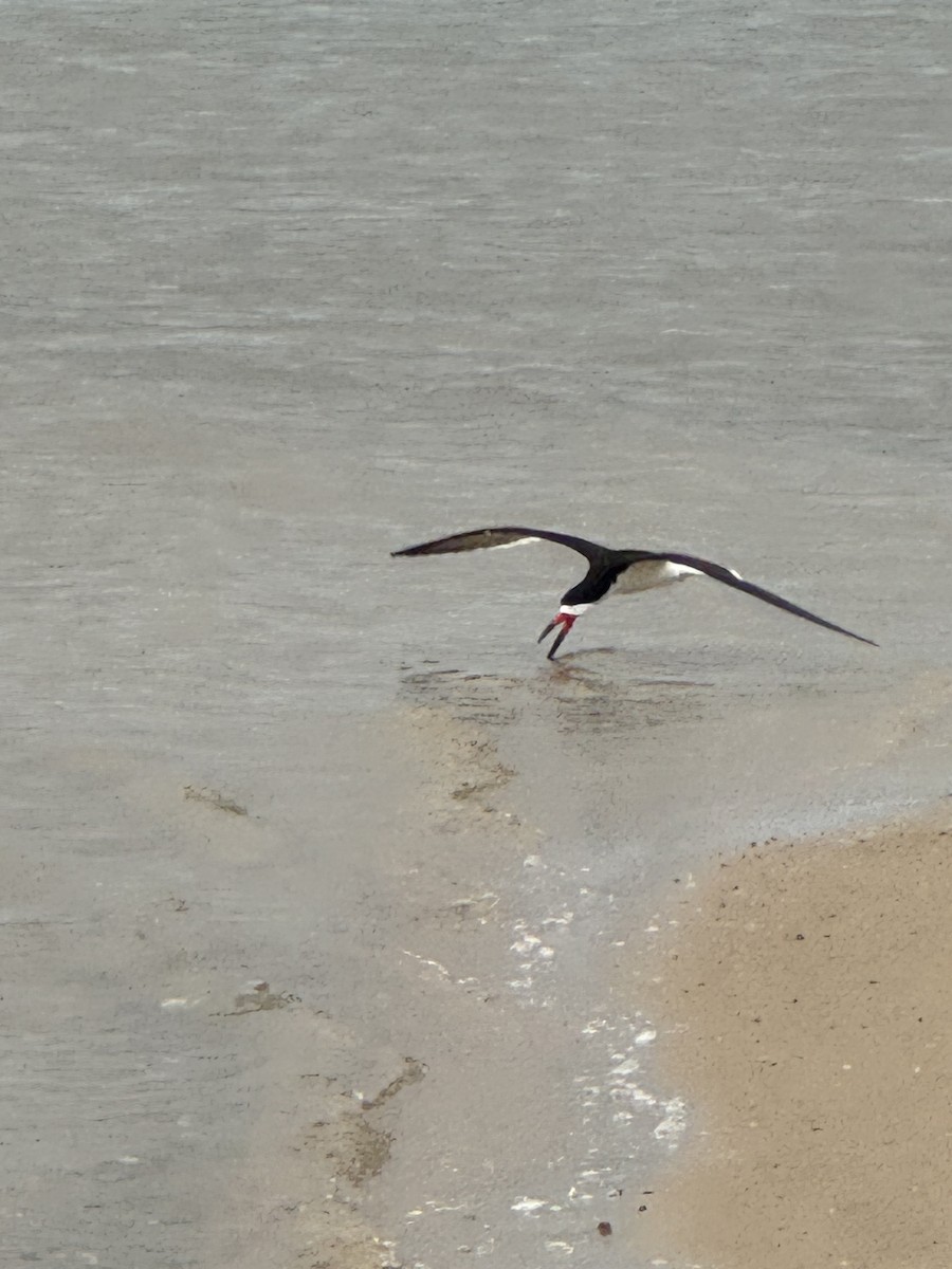 Black Skimmer - ML620725757