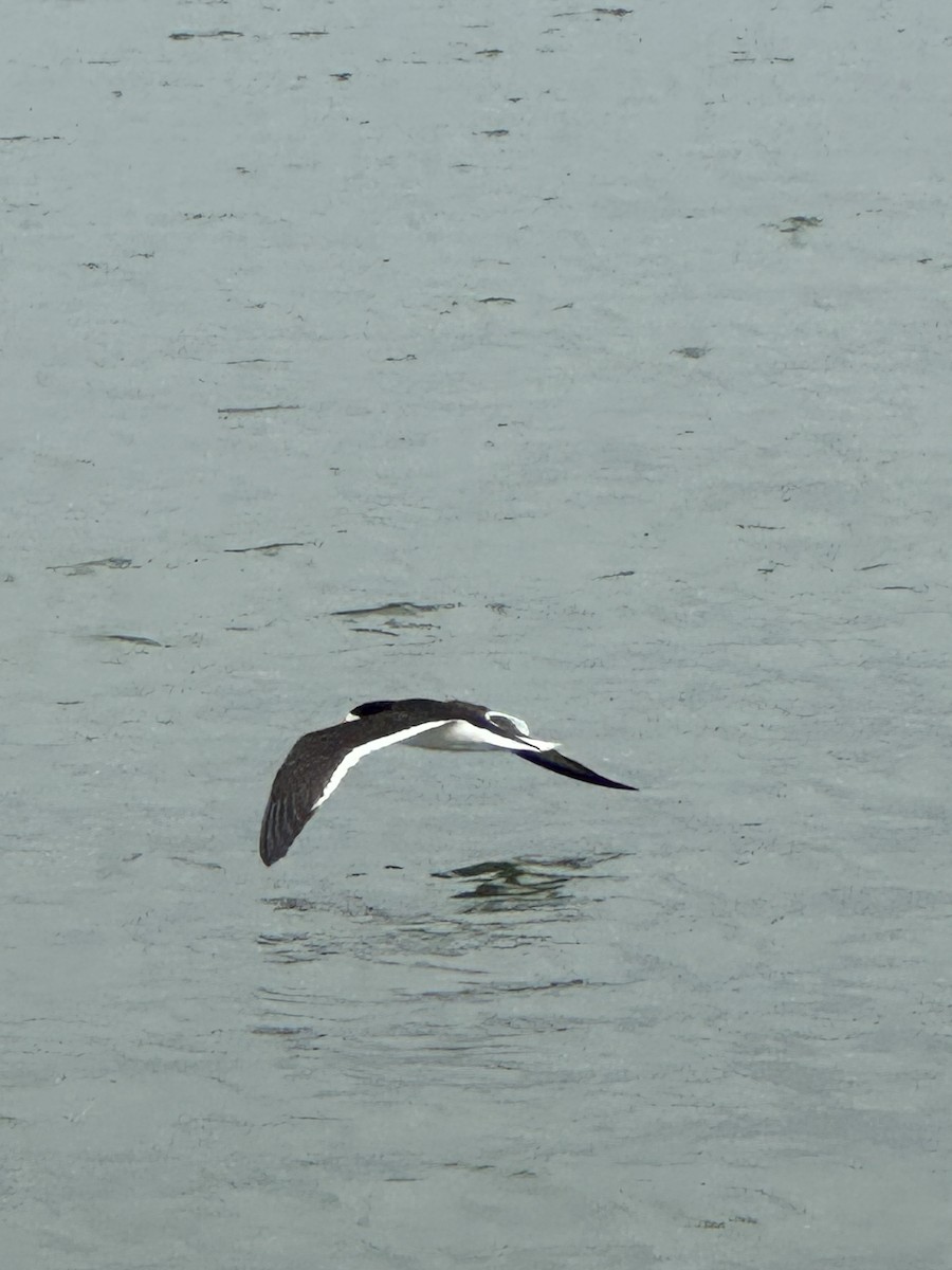 Black Skimmer - ML620725758