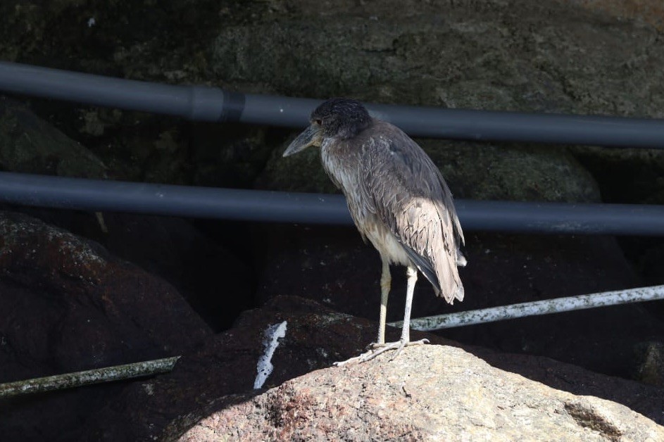 Yellow-crowned Night Heron - ML620725765