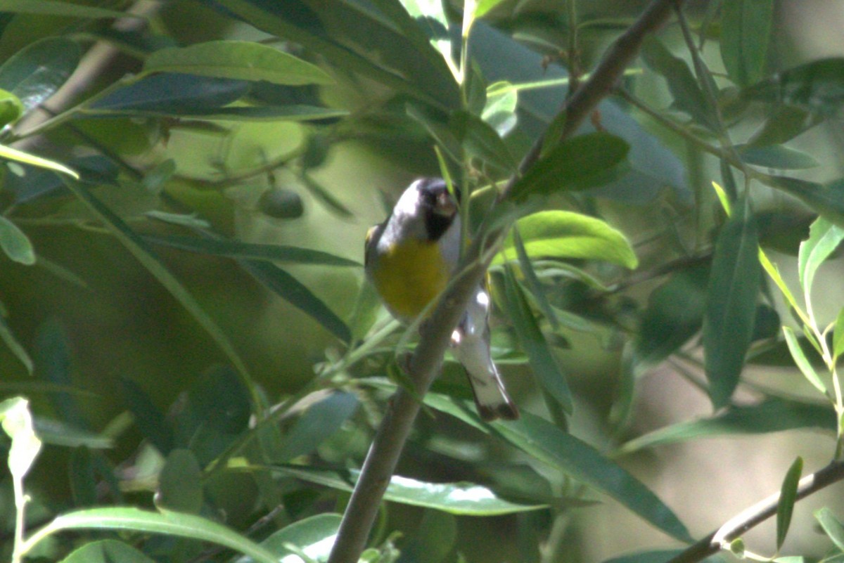 Lawrence's Goldfinch - ML620725766