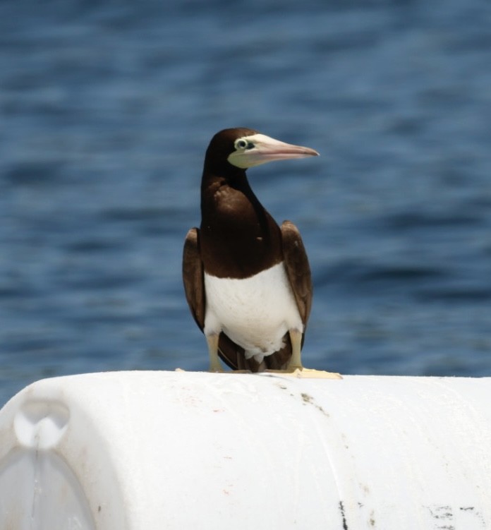 Brown Booby - ML620725768
