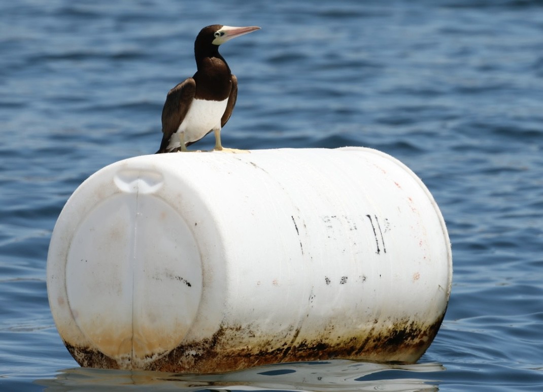 Brown Booby - ML620725773