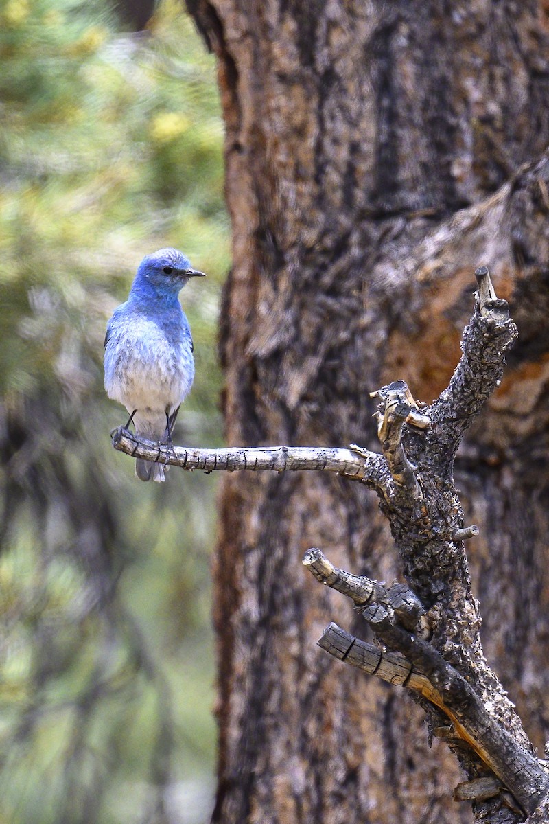 Mountain Bluebird - ML620725778