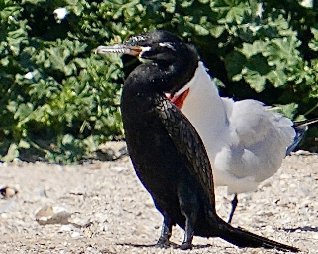 Neotropic Cormorant - Don Hoechlin