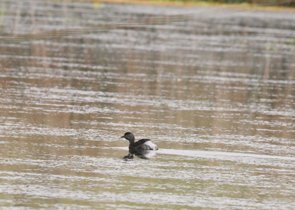 Least Grebe - ML620725785