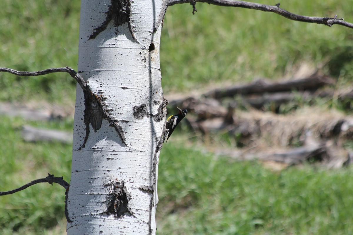 Williamson's Sapsucker - ML620725789