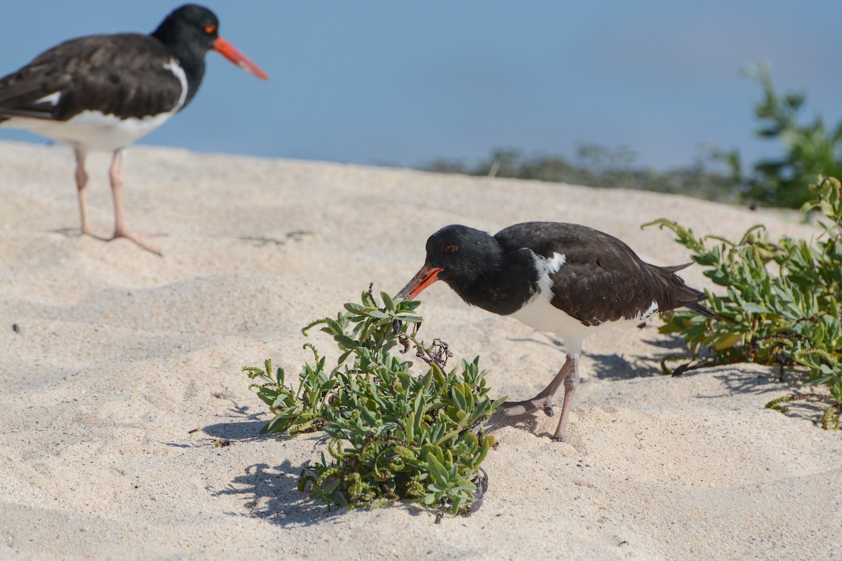 American Oystercatcher - ML620725792