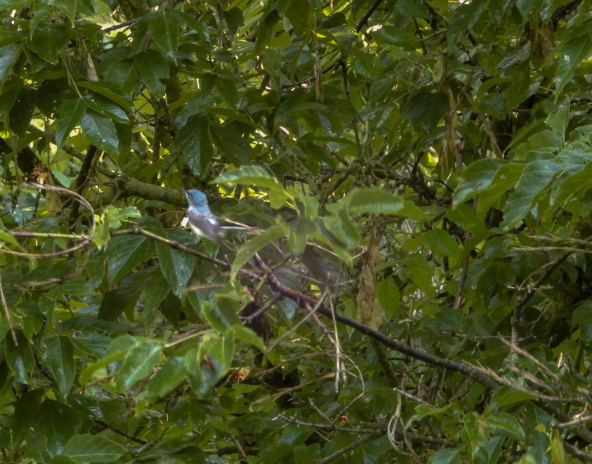 Blue-gray Gnatcatcher - ML620725805