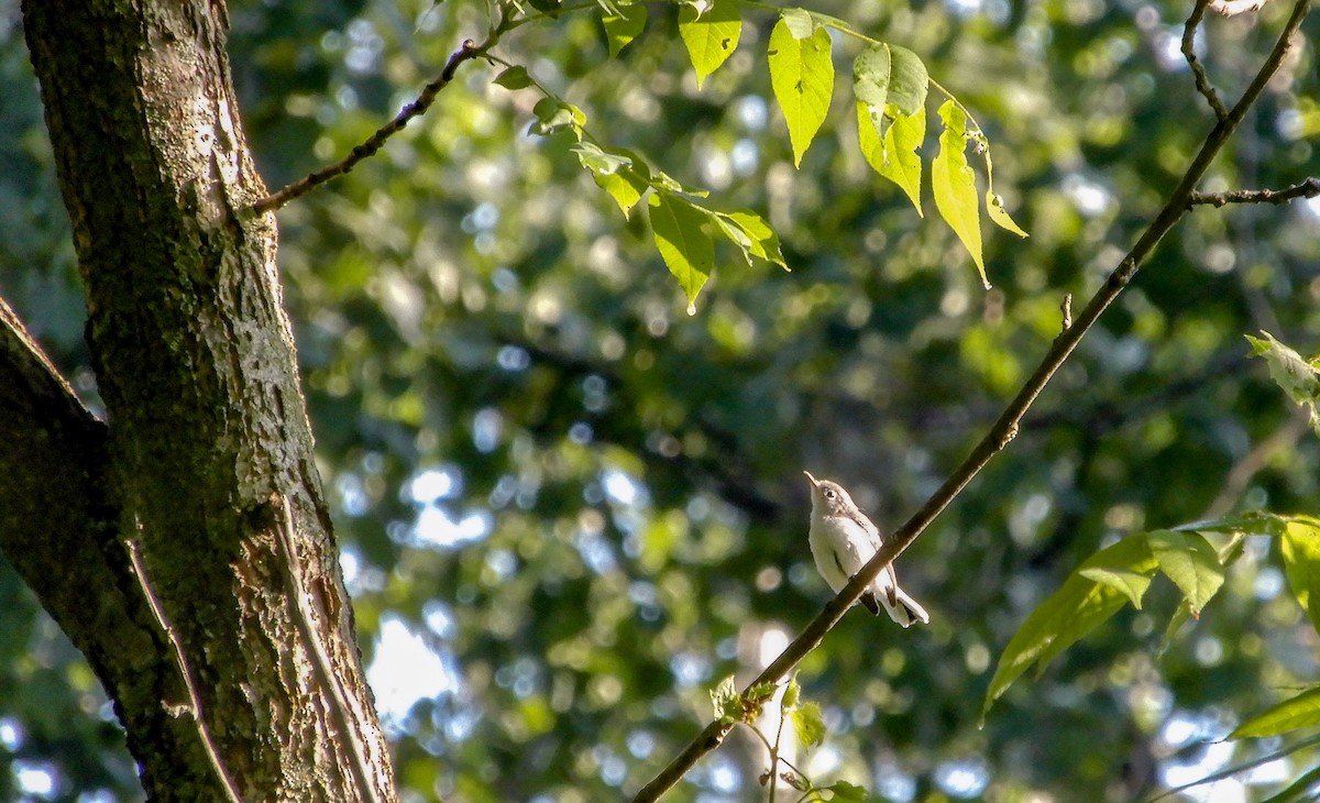 Blue-gray Gnatcatcher - ML620725808