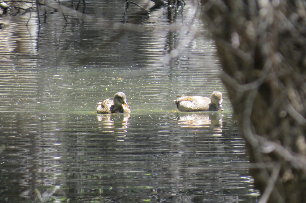 Canard chipeau - ML620725813