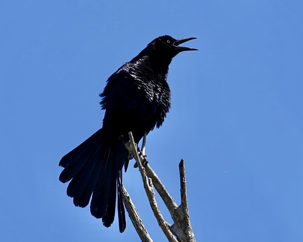 Great-tailed Grackle - ML620725823